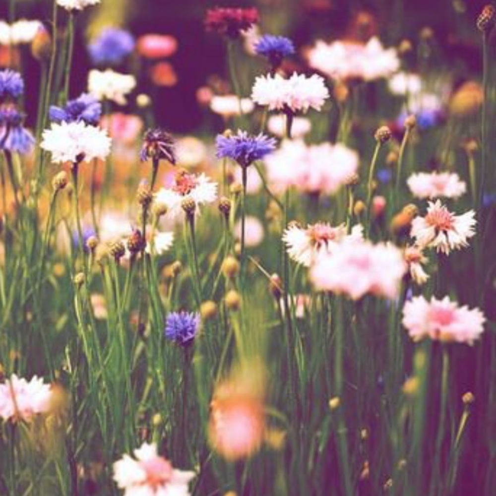 Meet your Posher, Abbey